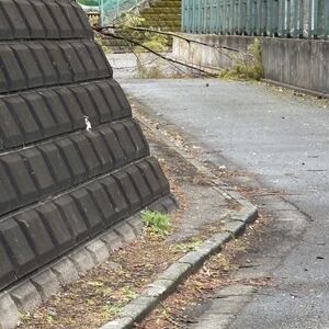 IMG_8979